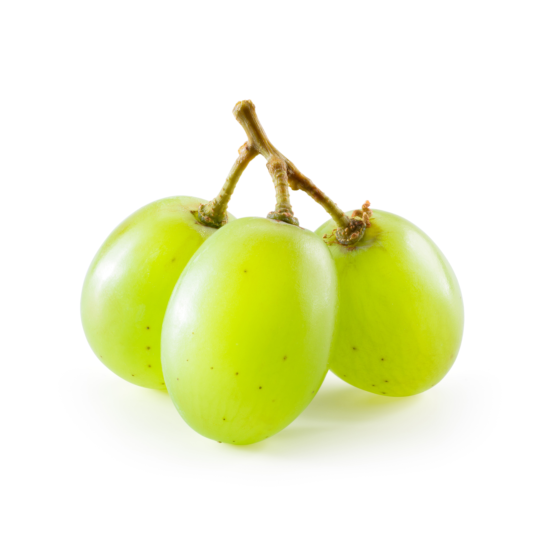 menu_vini